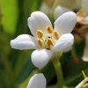 Pittosporum tobira